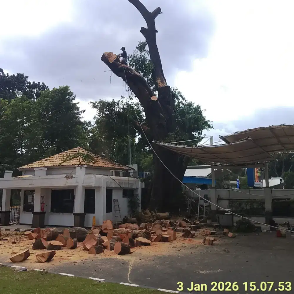 Jasa tebang pohon serpong bsd tangerang
