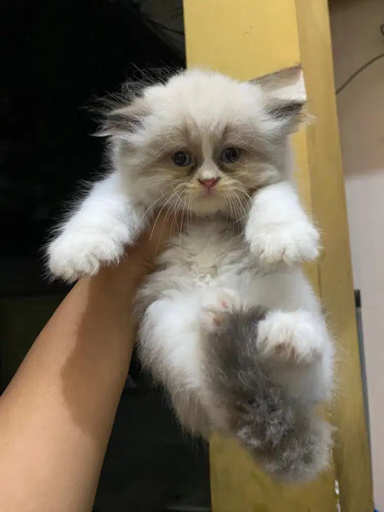 Jual kitten ragdoll dan scottish fold