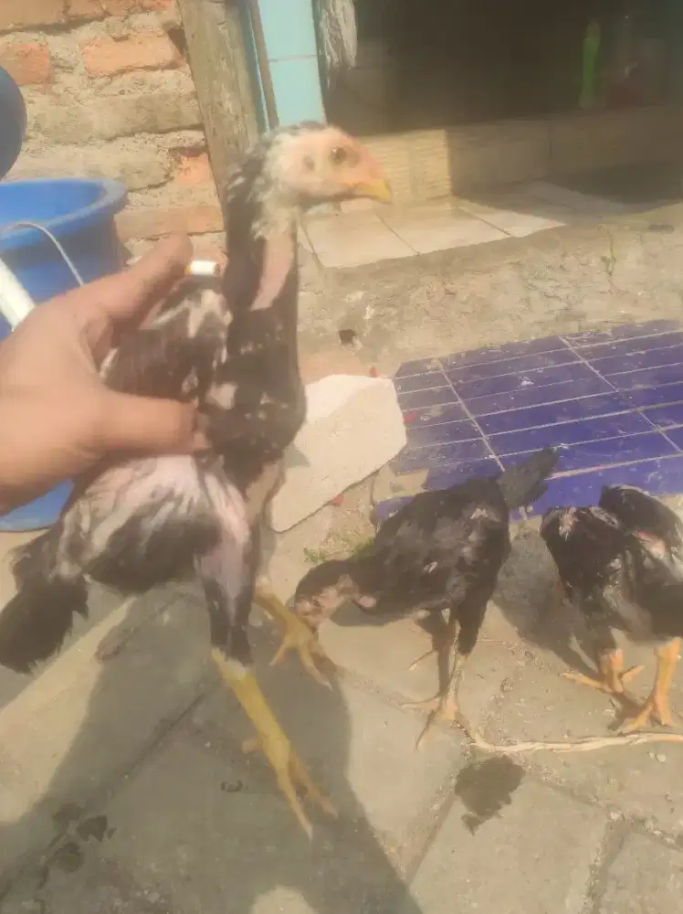 anakan Bangkok shamo