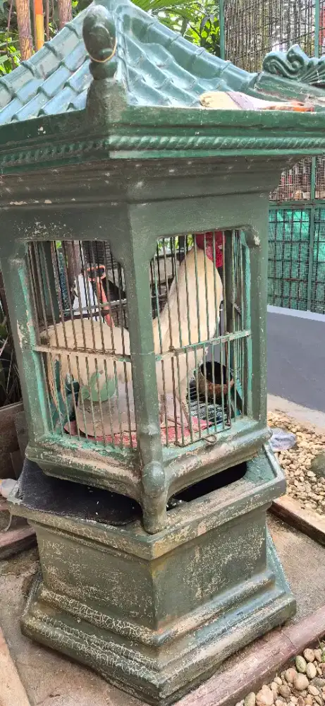 Ayam Ketawa Jantan Putih