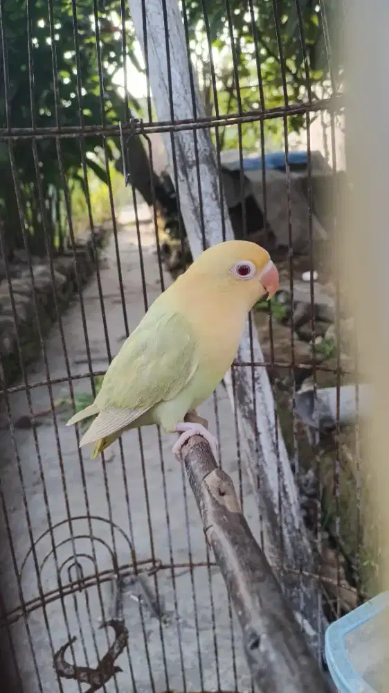 Lovebird biola aqua pf blue1