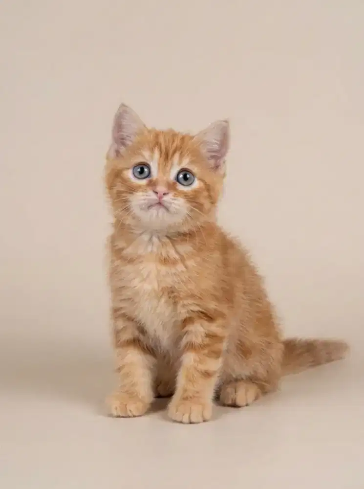 BSH Red Tabby Male Line Ped Tica