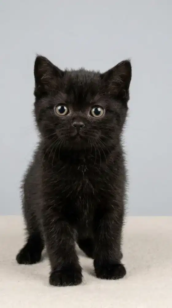 BSH Black Solid Female Carier Cinnamon