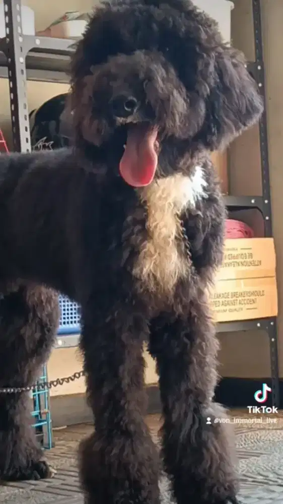 Giant Poodle Betina 10 bln