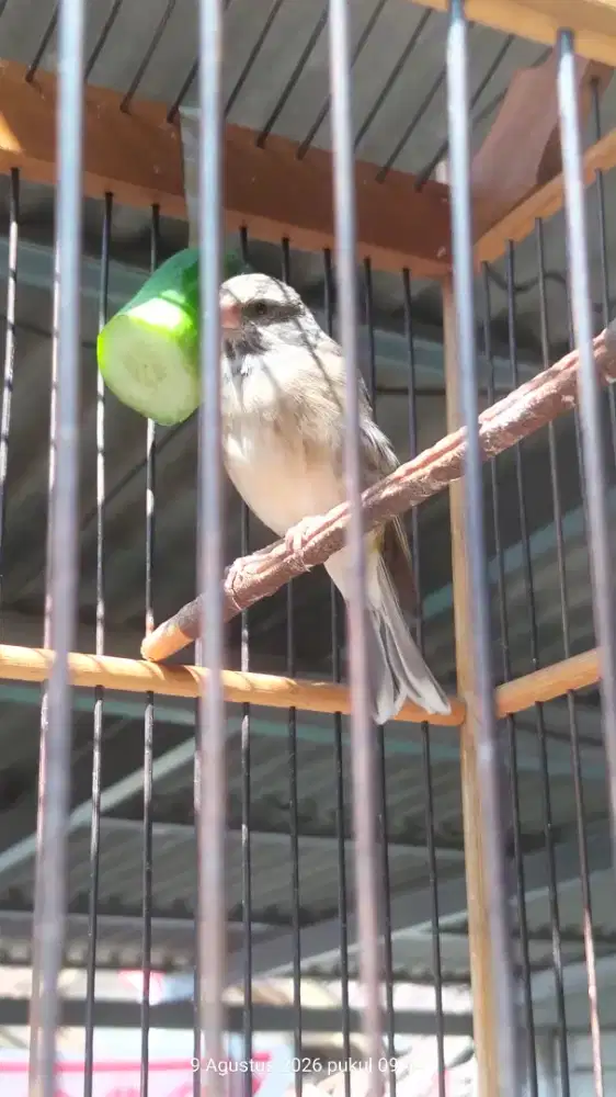 Burung blackstrot gacor
