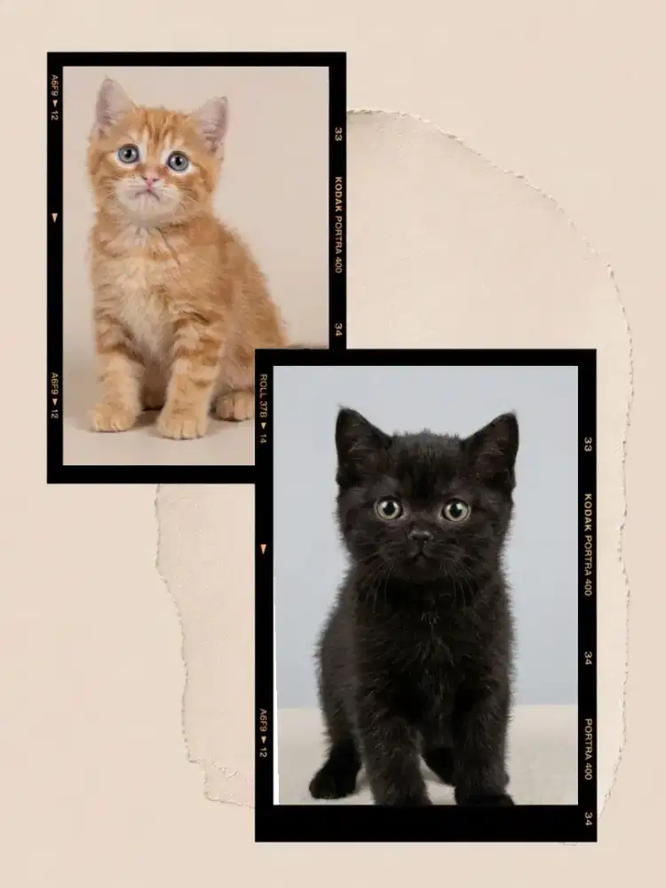 Sepasang British Shorthair Line Ped