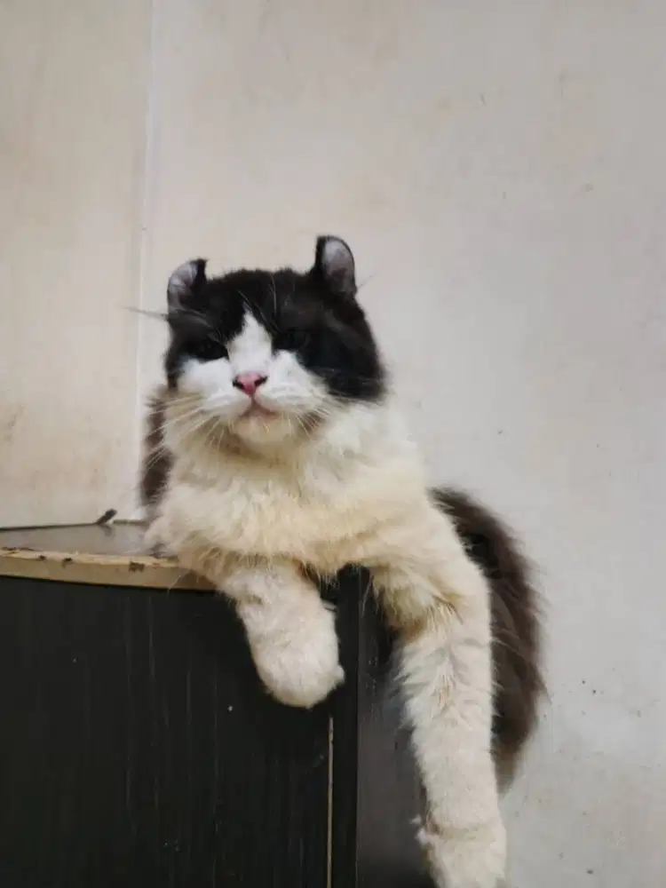 Kucing kinkalow