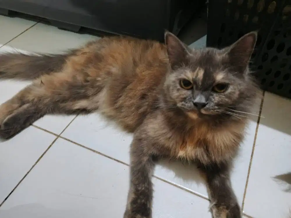 Kucing bulu panjang