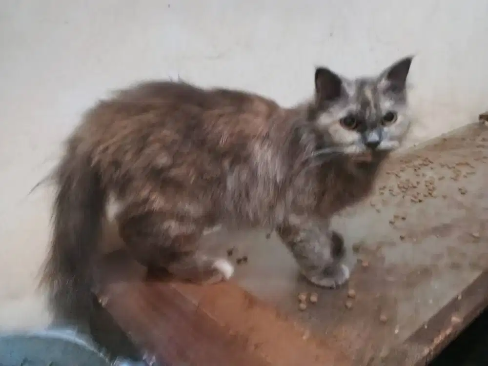 Kucing abu-abu sehat