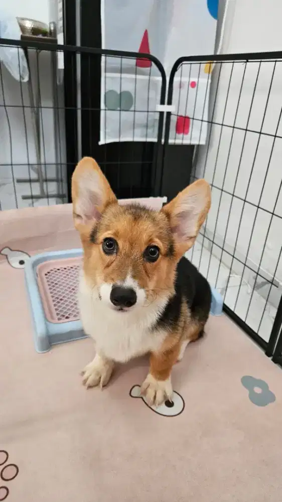 Dijual Anjing Welsh Corgi Short Breed 3 Color