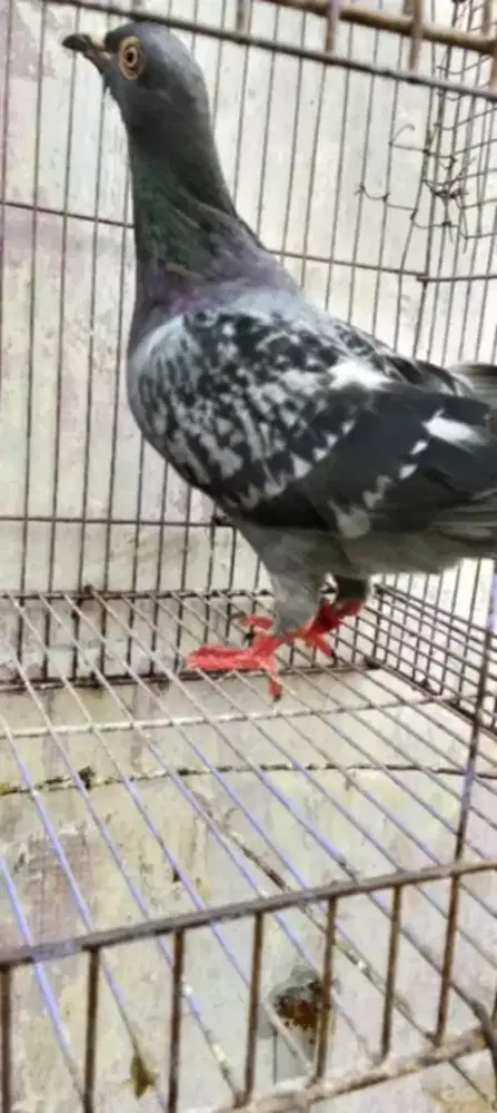 Cewean burung dara