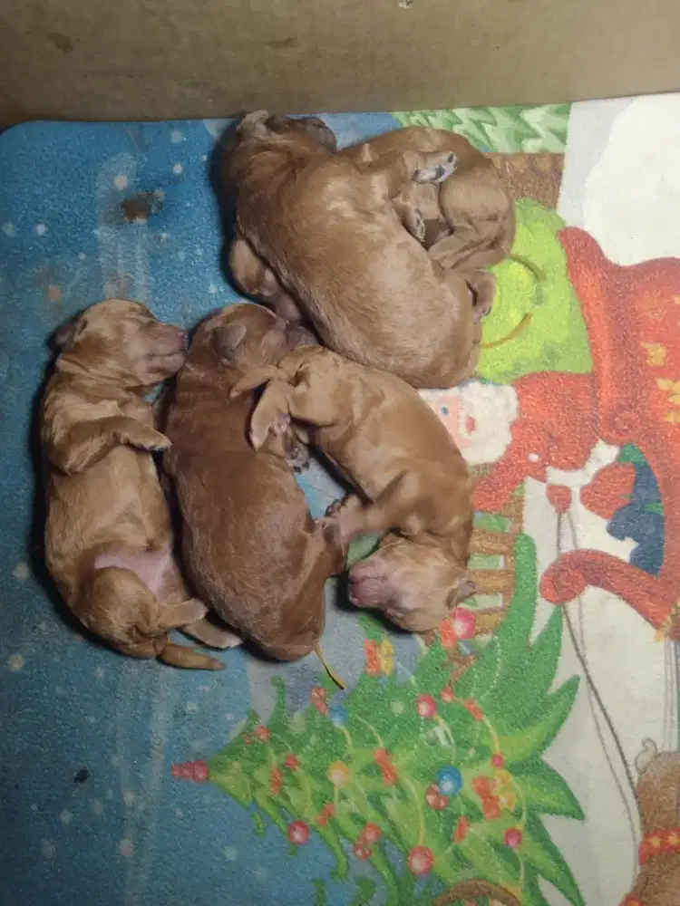 RED Poodle pupies