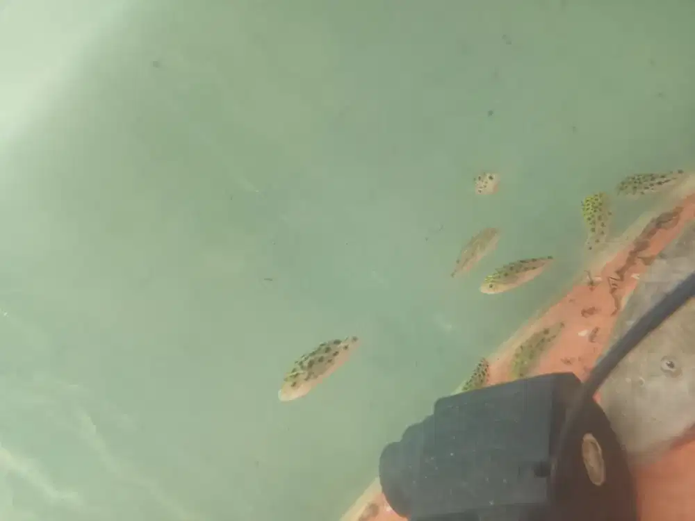 Ikan green puffer indonesia