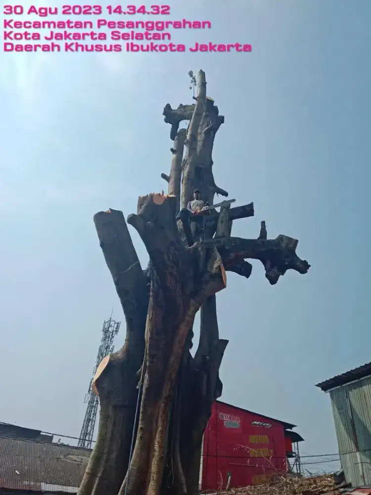 jasa tebang pohon Kembangan
tukang tebang pohon Kembangan