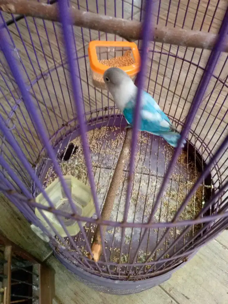 Burung Lovebird+ kandang