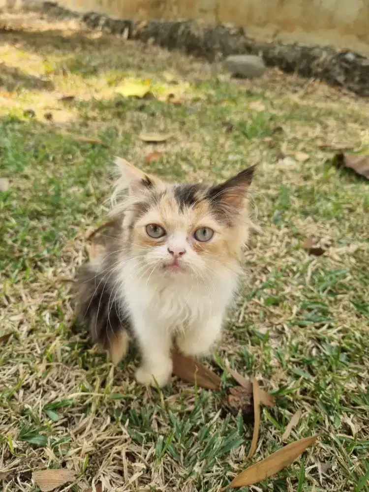 Open adopt kucing peaknose himalaya