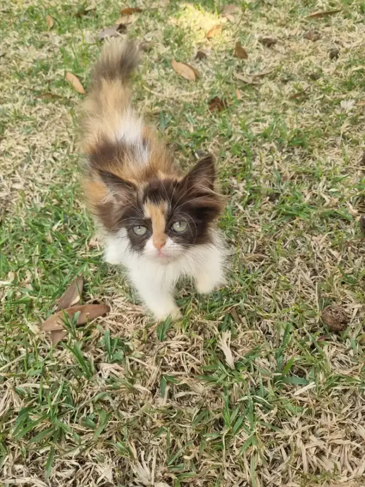 Open adopt kucing peaknose himalaya