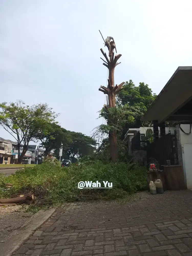 Jasa tebang pohon tangerang selatan