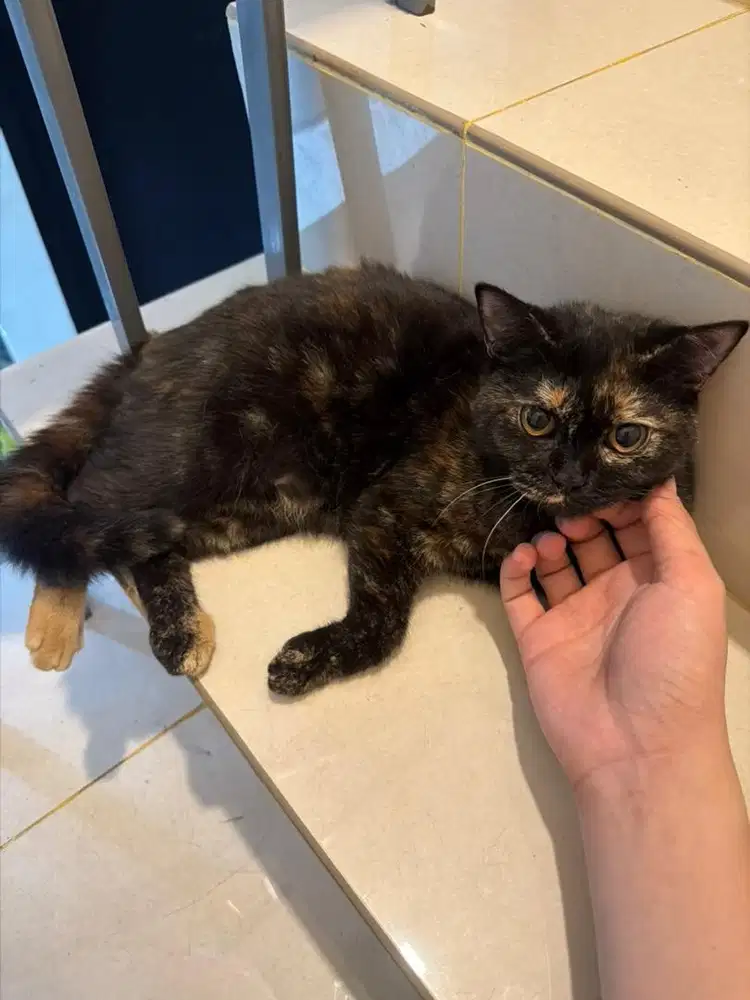 Kucing bsh mix persia
