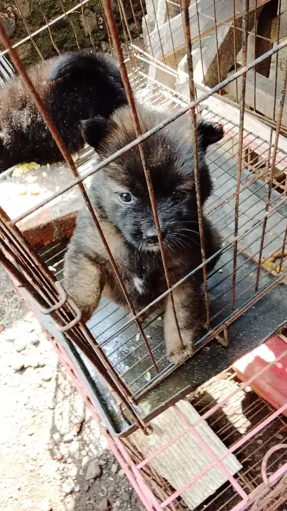 Anjing minipom betina