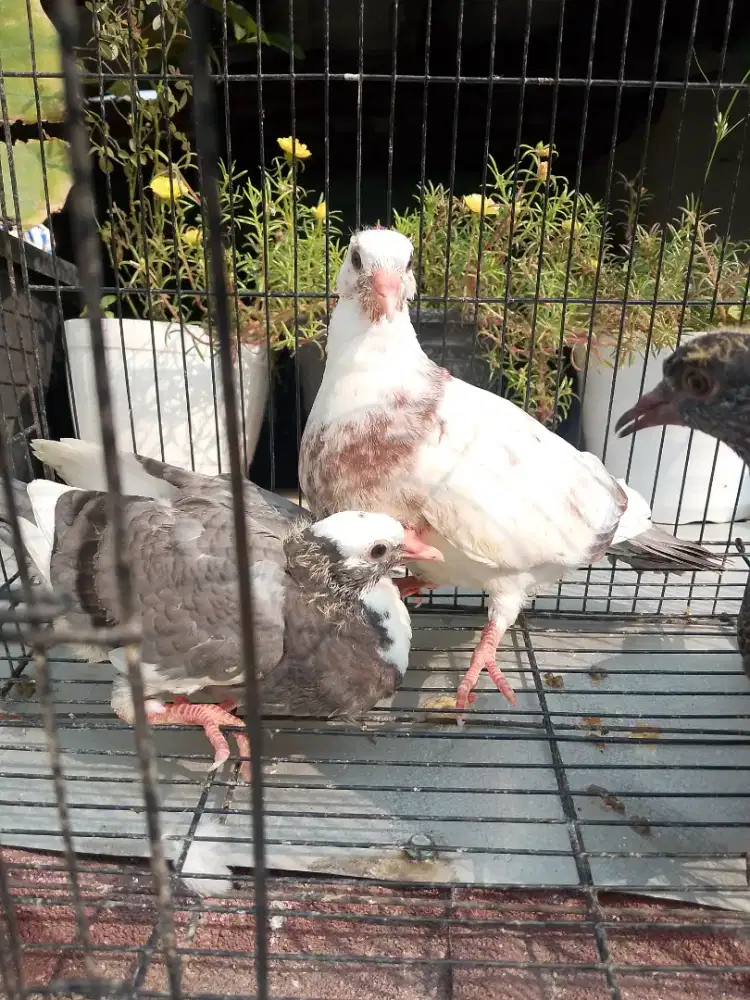 Merpati/dara piyikan cocok untuk latih FF