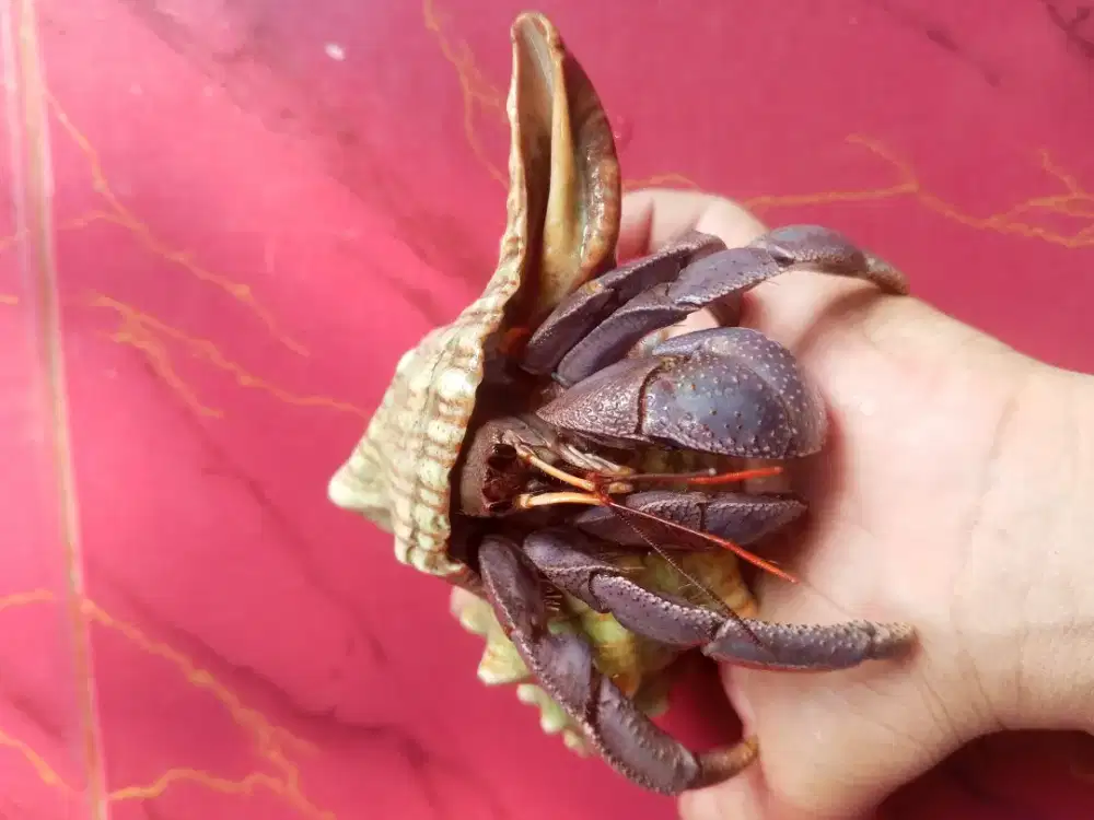 Kelomang viola xxl