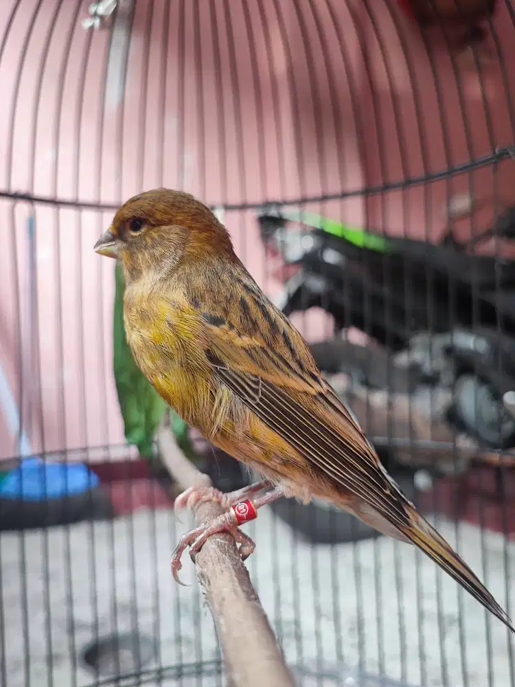 Burung kenari AF jantan