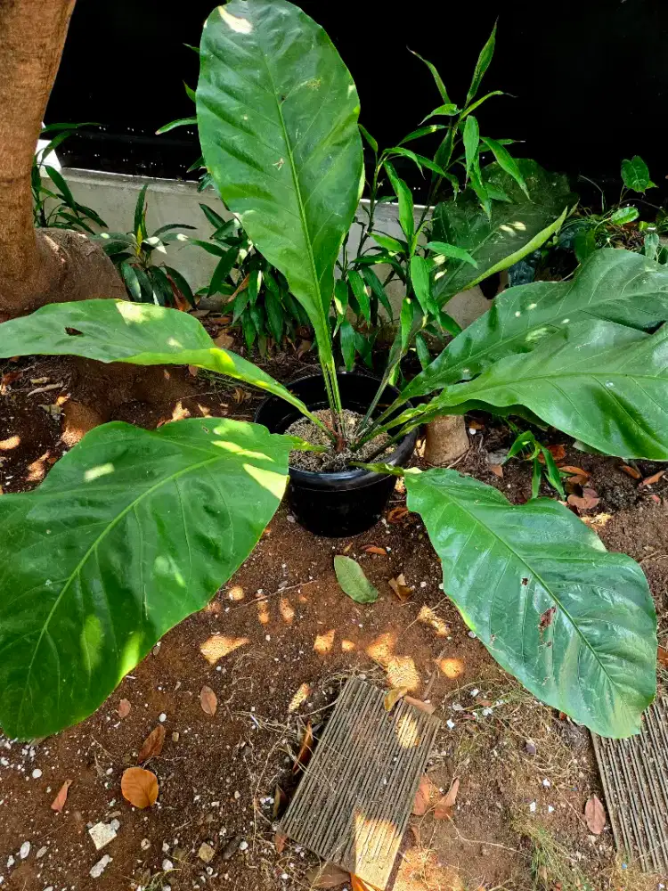 Dijual tanaman Gelombang Cinta / Anthurium