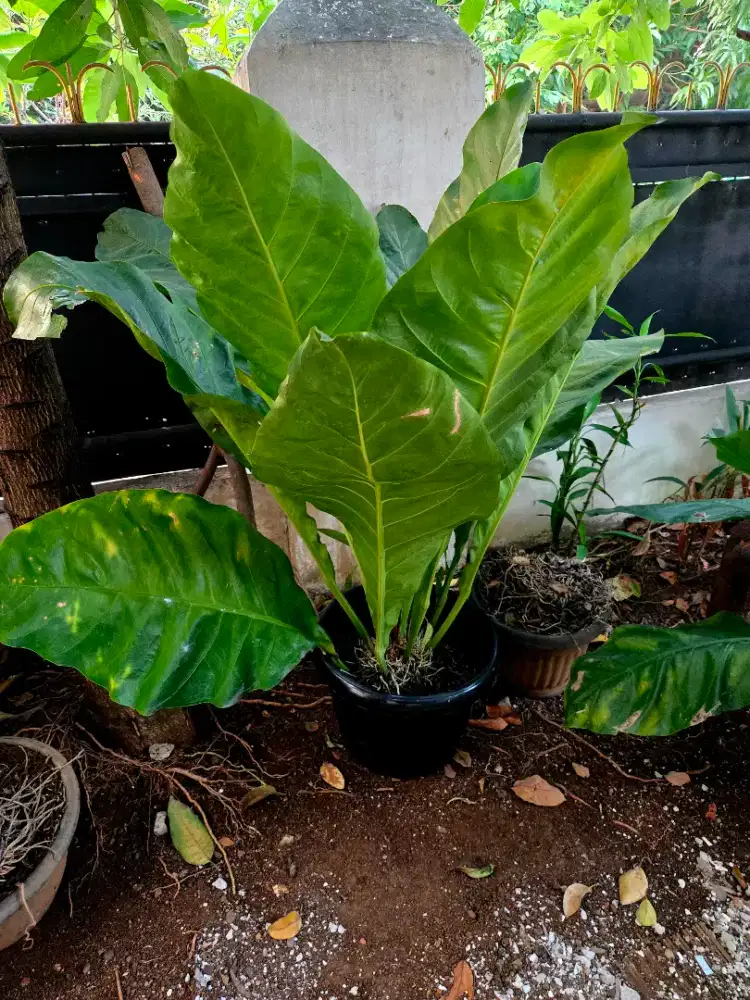 Dijual tanaman Gelombang Cinta / Anthurium