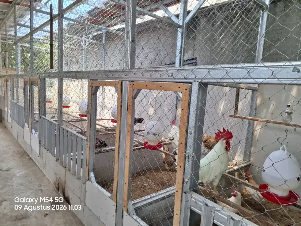 Telur Fertil Ayam KUB, Ayam Elba, Ayam Kuntara dan Ayam Permud