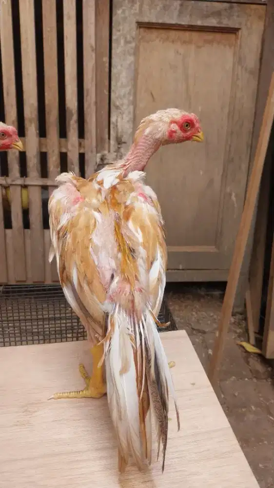 Ayam hias bangkok ekor lidi