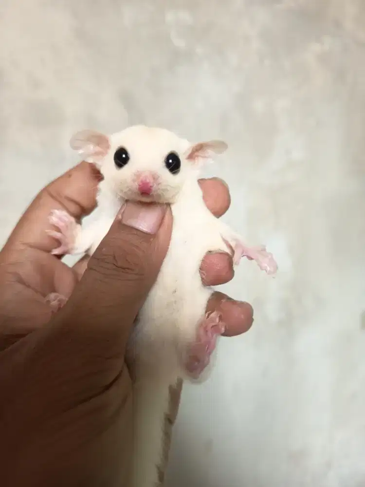 Sugar glider Joey betina
