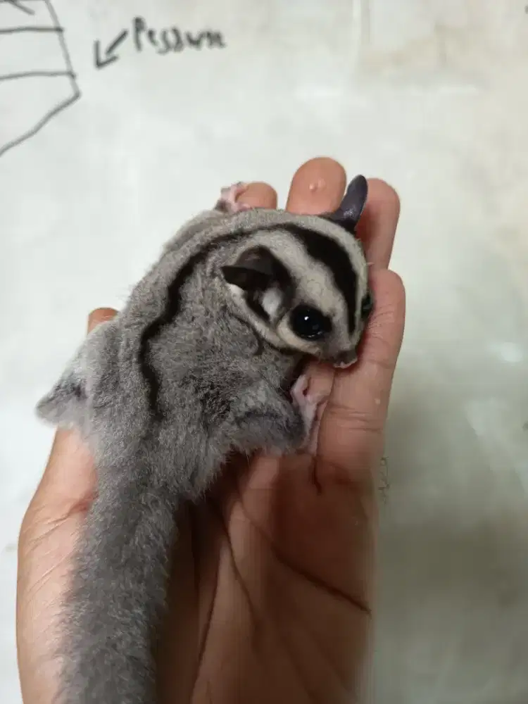 Sugar glider Joey betina