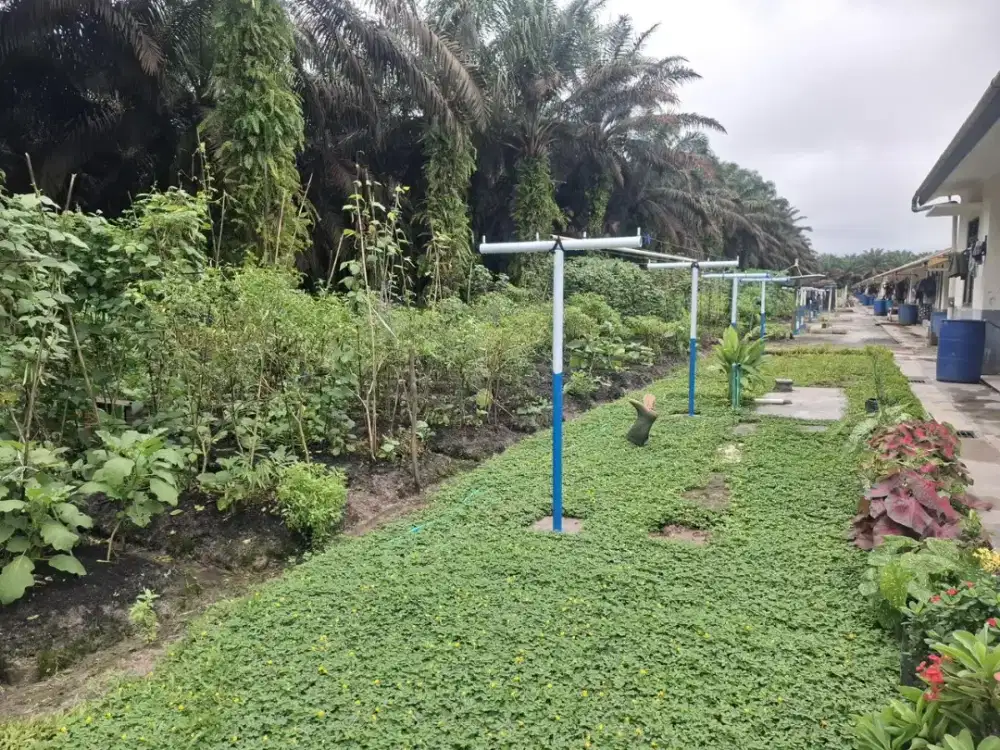 Lowongan Perkebunan Kelapa Sawit Kalimantan