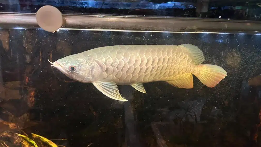ARWANA GOLDEN RED UK 45cm 2,5jt nego