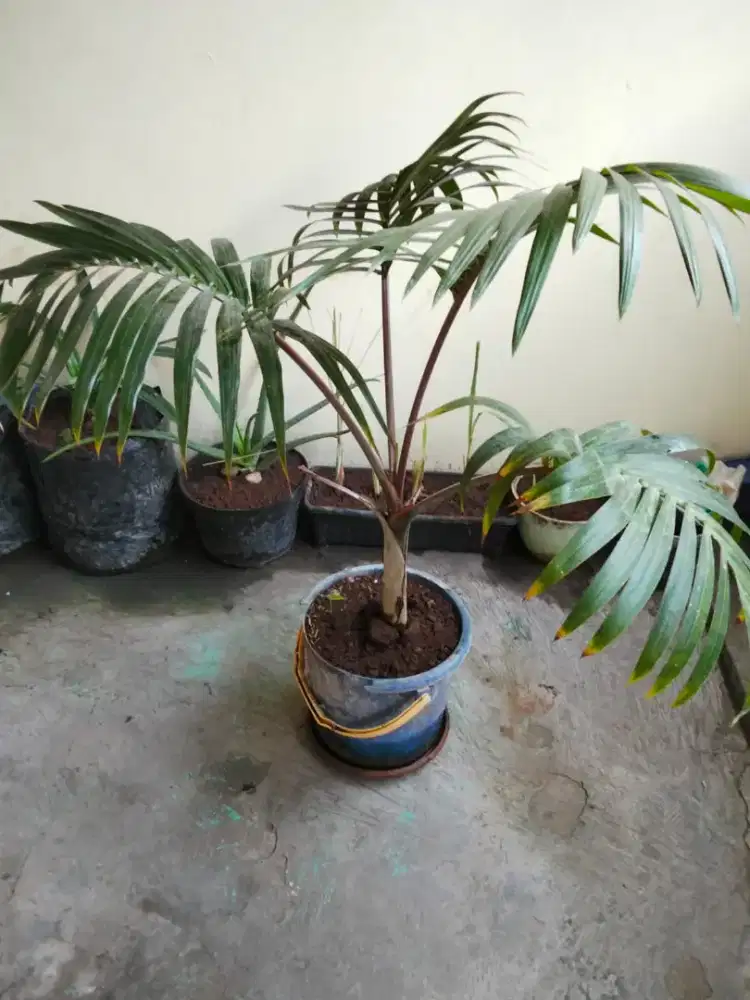 Palem botol  subur