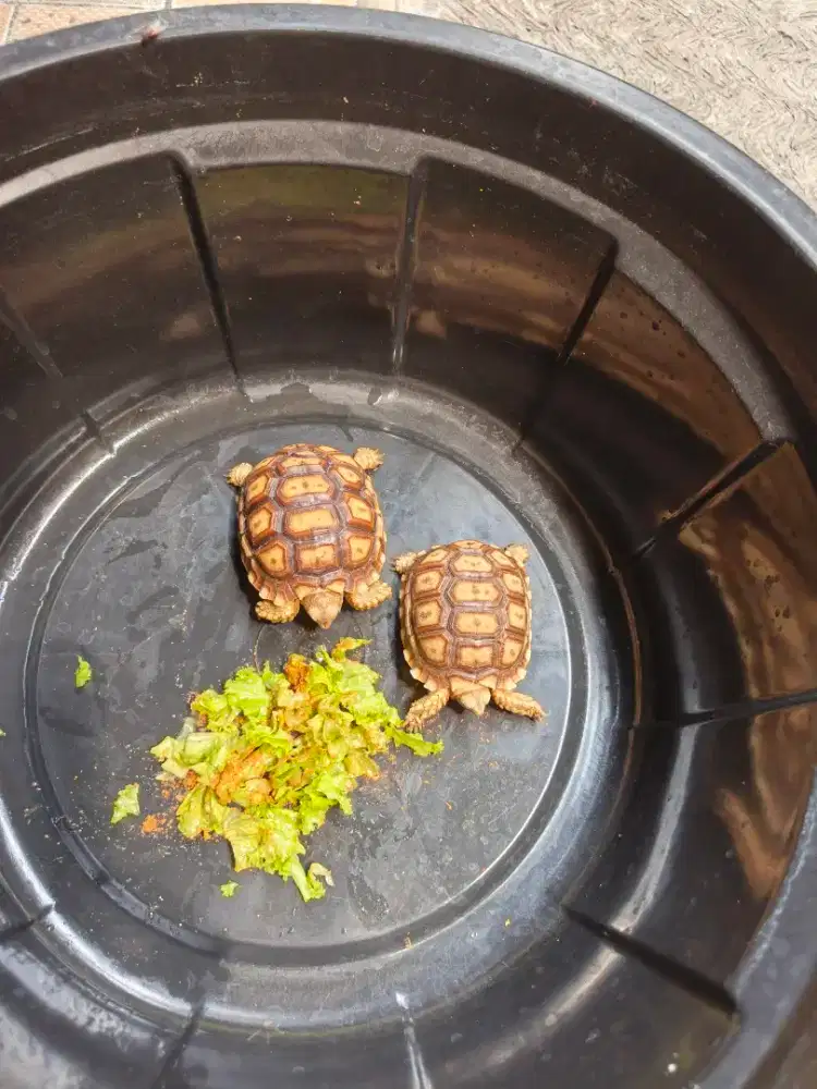 Sulcata 2 ekor sehat