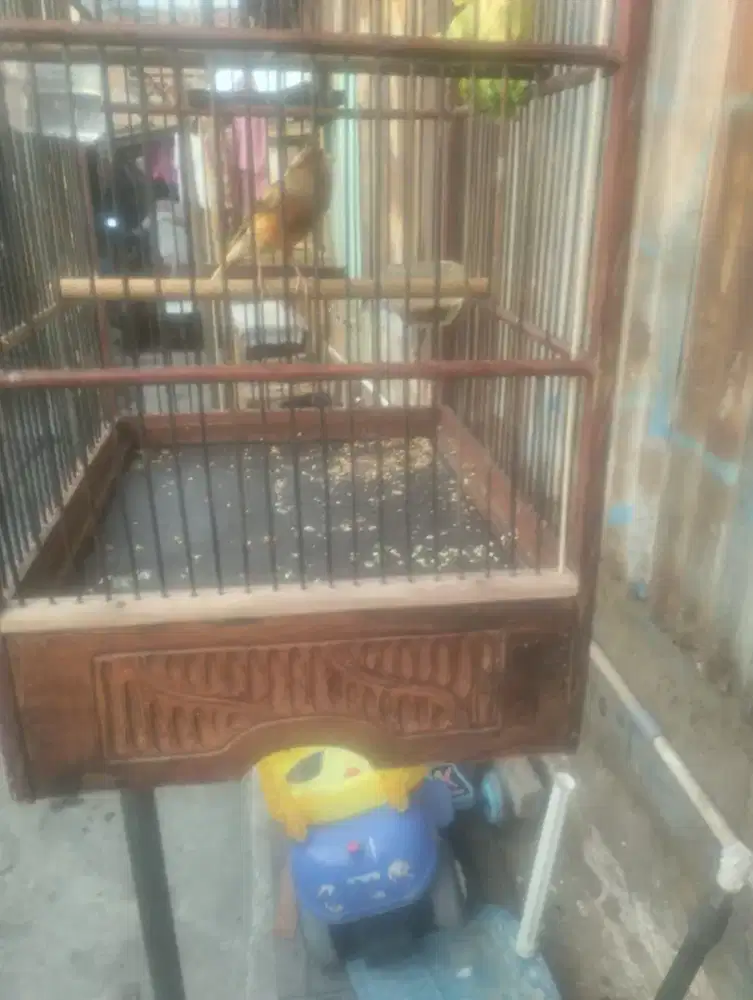 Jual burung kenari gacor full set kandang krodong
