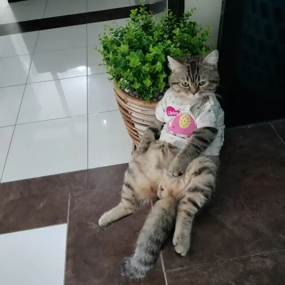British Shorthair mix Scottish Straight