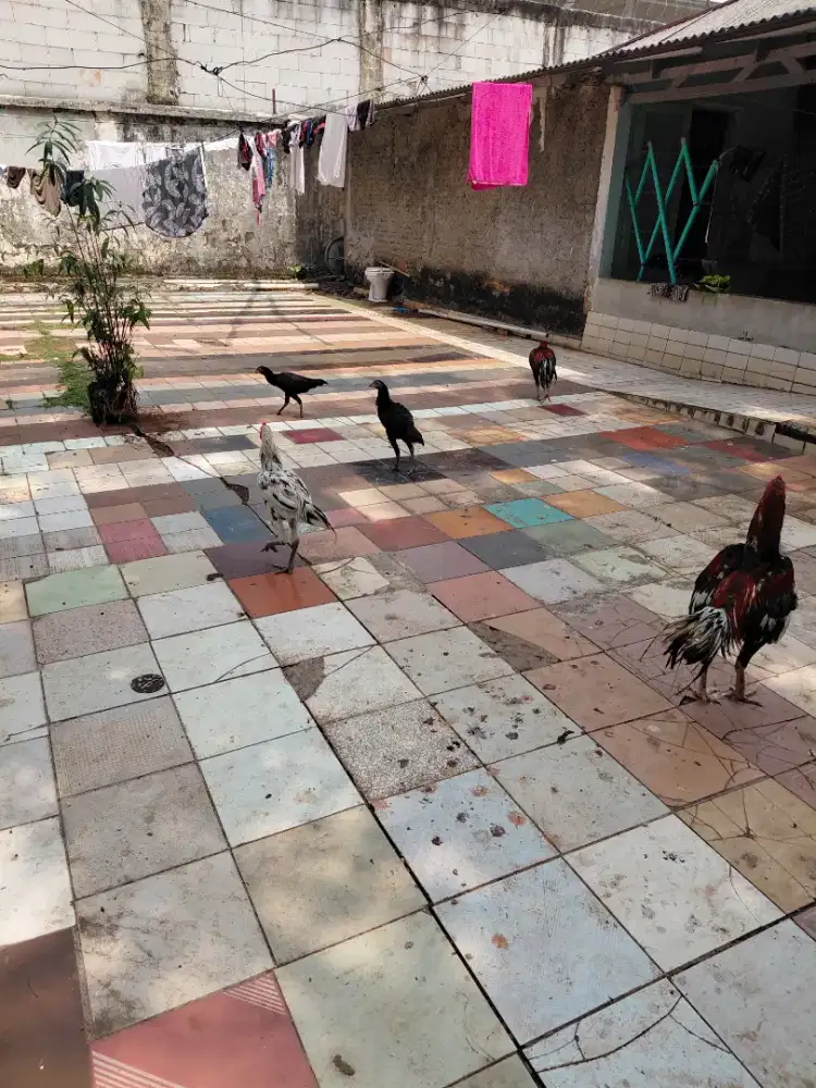 Ayam jago usia 2thn betina usia 11 bulan asli kampung