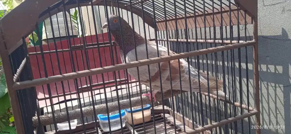 Burung merpati jantan