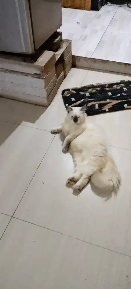 Adop kucing putih jantan