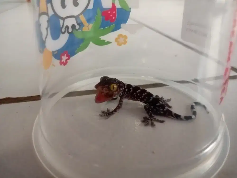 Anakan Tokek kurleb 10cm