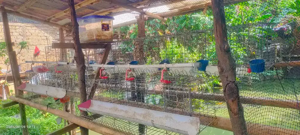 Di jual kandang bertelur