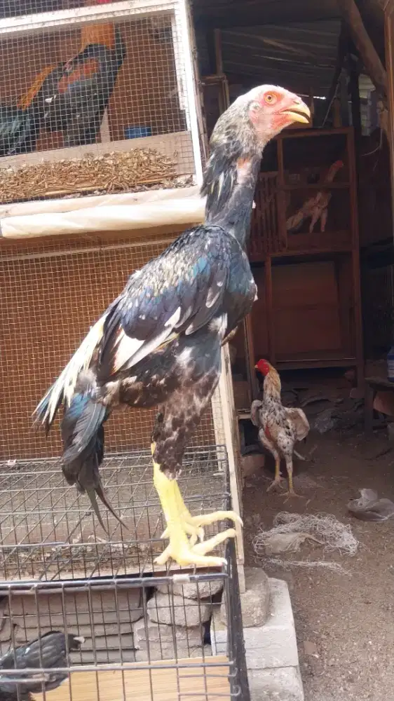 Ayam shamo eropa