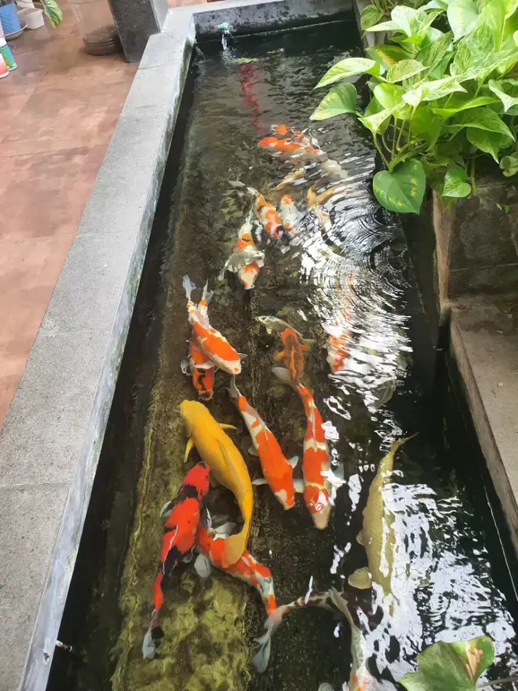 Koi Blitar rumahan borongan