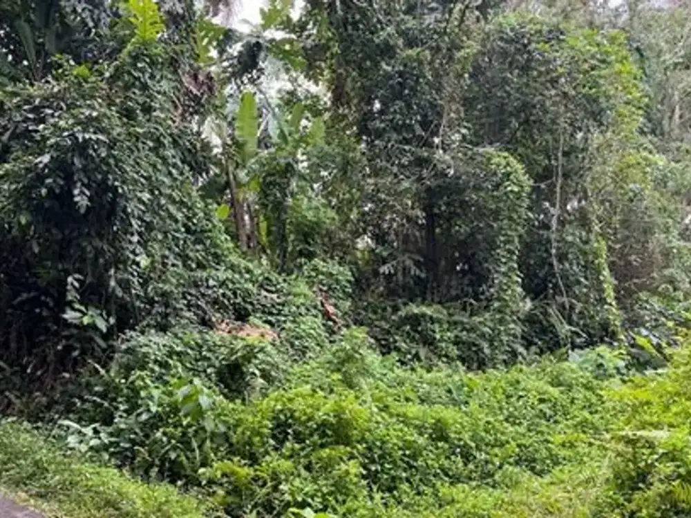 Dijual Tanah Area Berkembang Dekat Jalan Utama Cocok Dibangun Villa