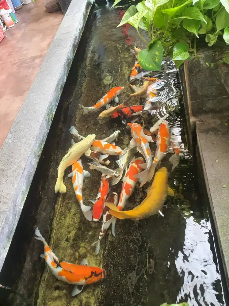 Koi Blitar murah, borongan