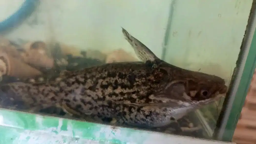 Columbian catfish 23 cm
