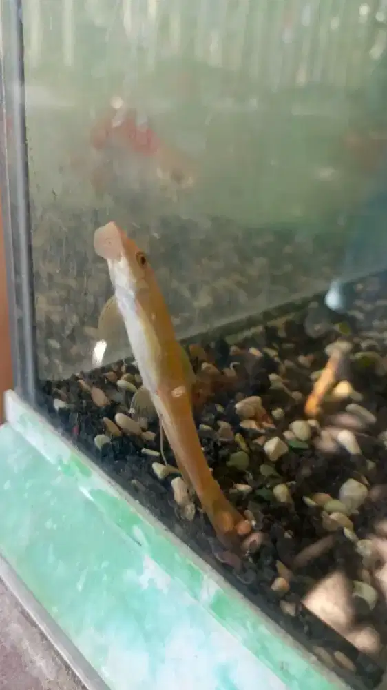 Chinese algae eater